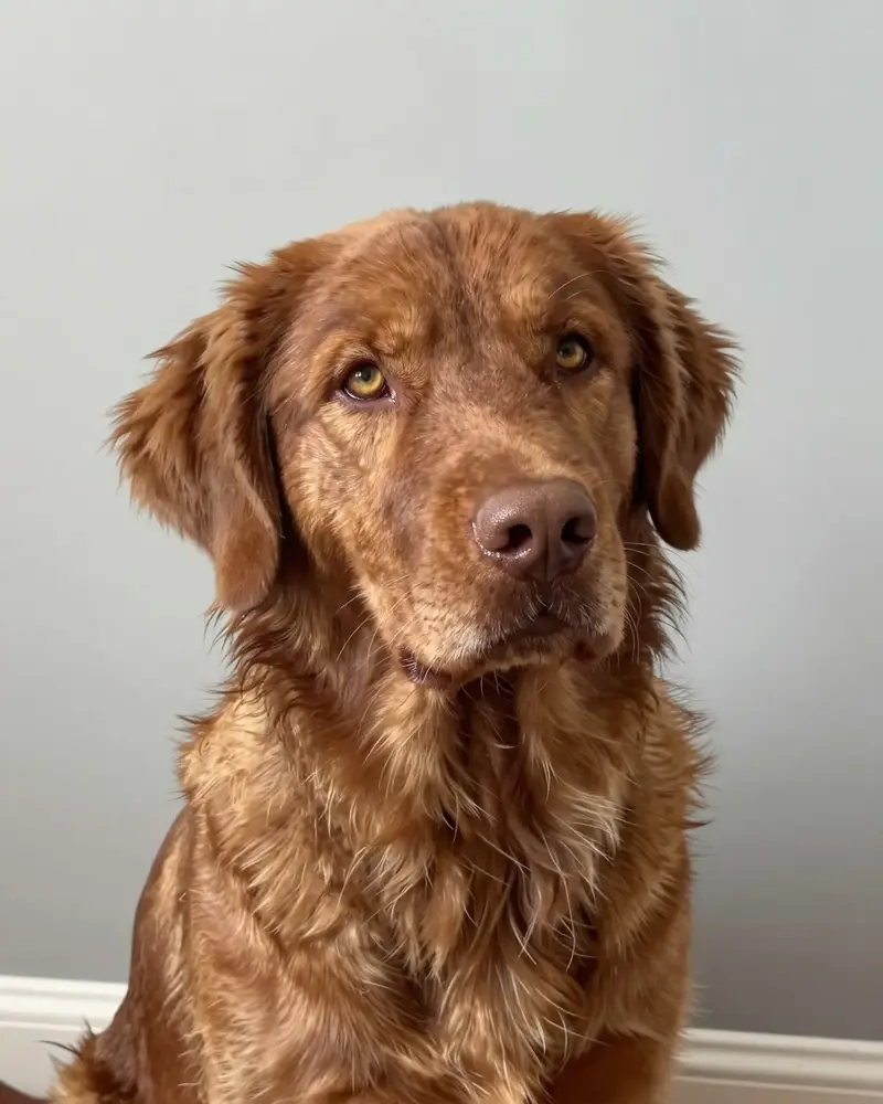 chesapeake bay retriever, photo 2