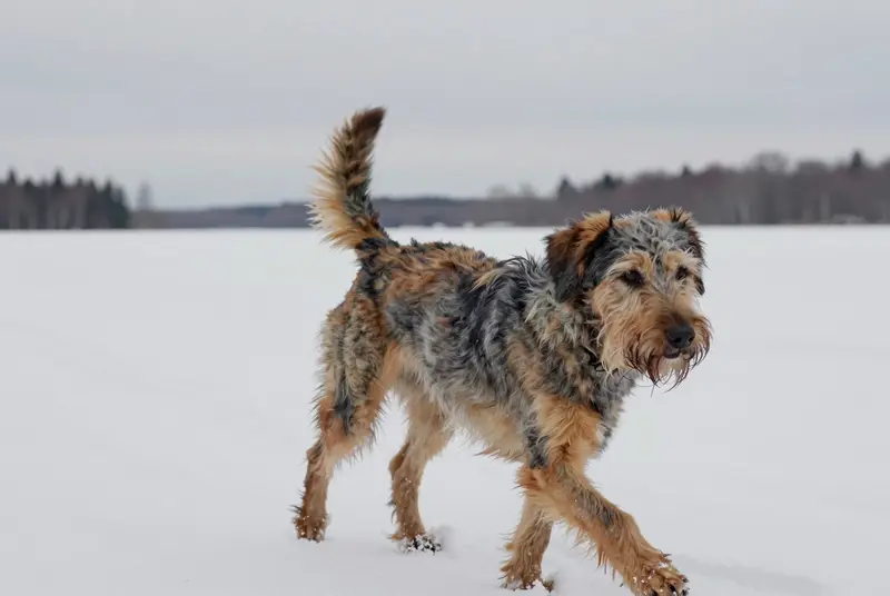 chien à loutre, photo 3