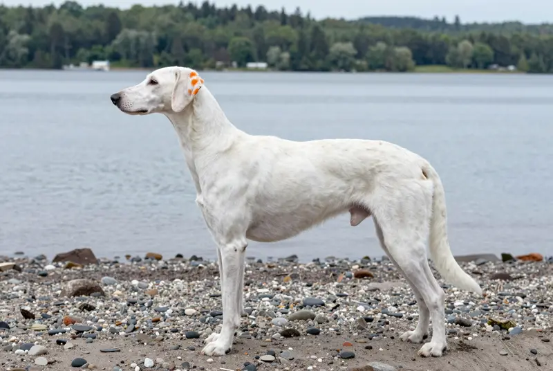 chien courant d'Istrie à poil ras, photo 3