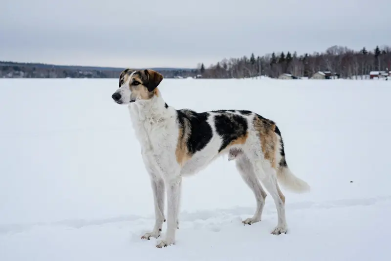 chien courant de Halden, photo 4
