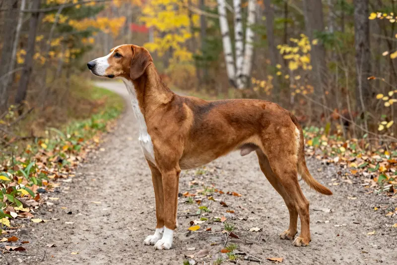 chien courant de Hygen, photo 3