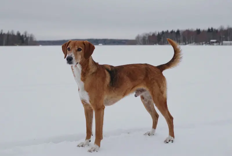 chien courant de Hygen, photo 4