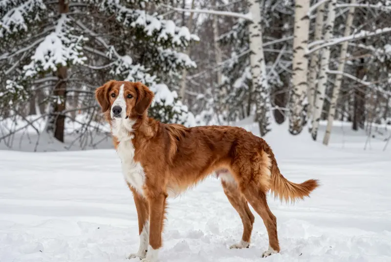 chien courant de la vallée de la Save, photo 4