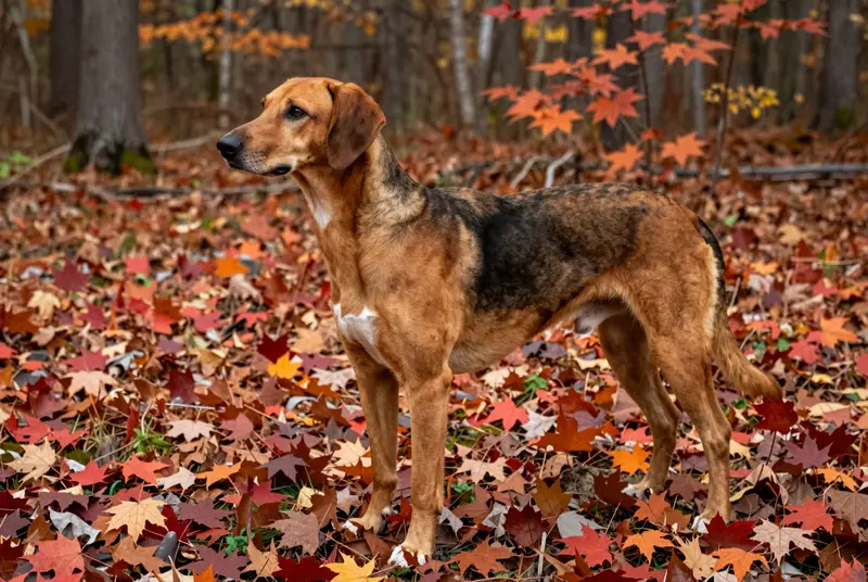 chien courant de Schiller