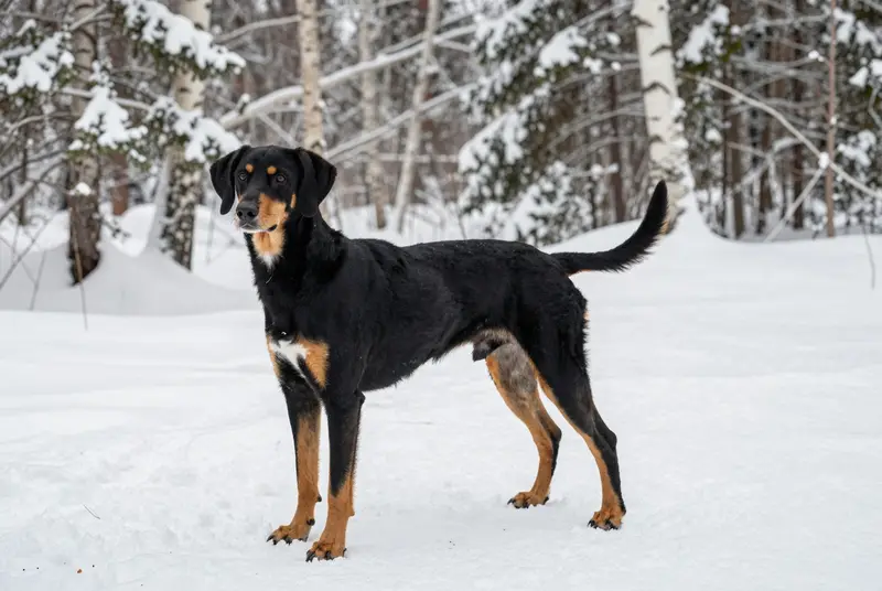 chien courant de Transylvanie, photo 4