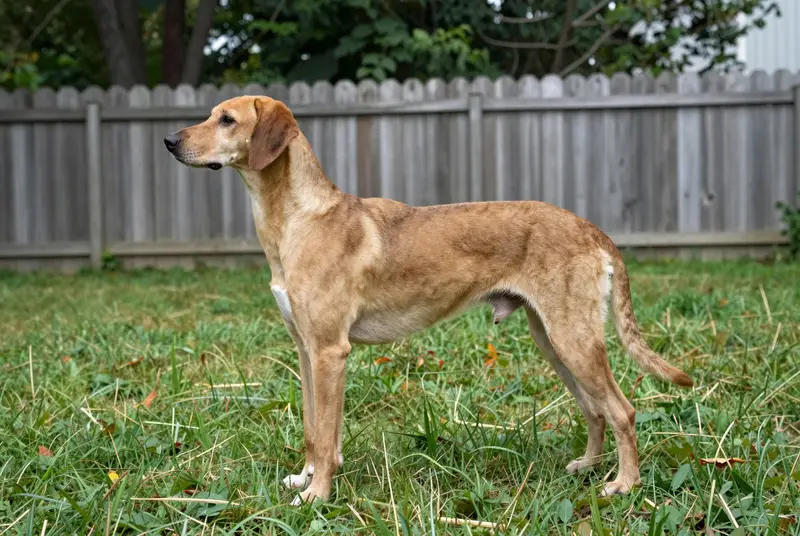 chien courant des Apennins, photo 3