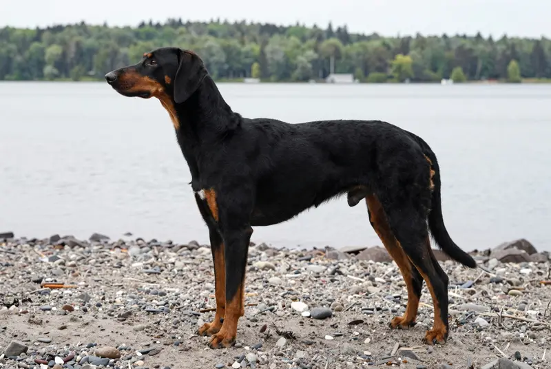 chien courant des Tatras, photo 3