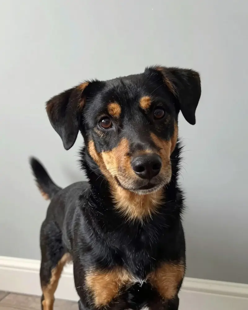 chien courant du Småland, photo 2