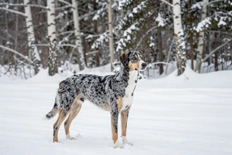 chien courant norvégien, photo 4
