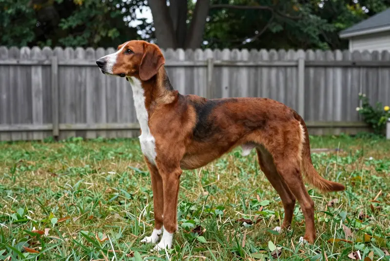 chien courant tricolore serbe, photo 3
