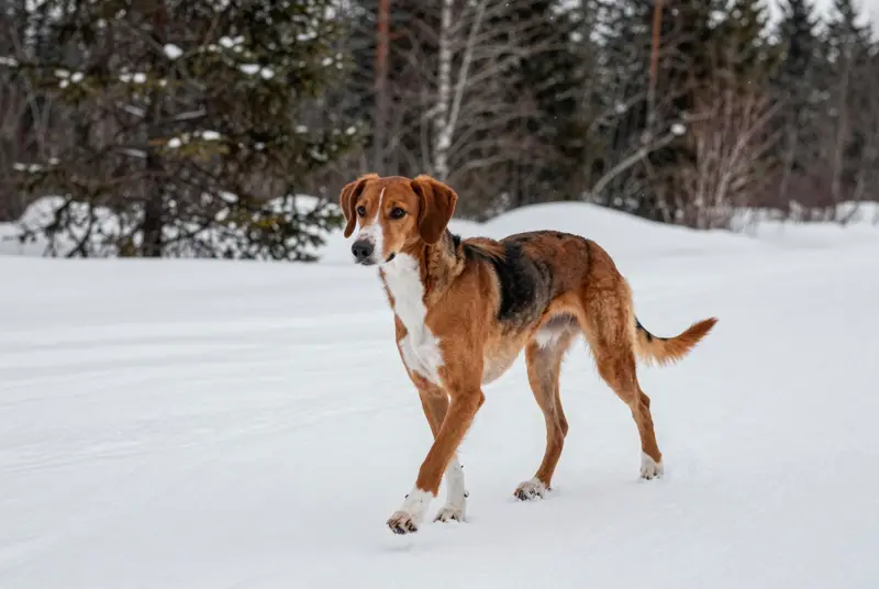 chien courant tricolore serbe, photo 4