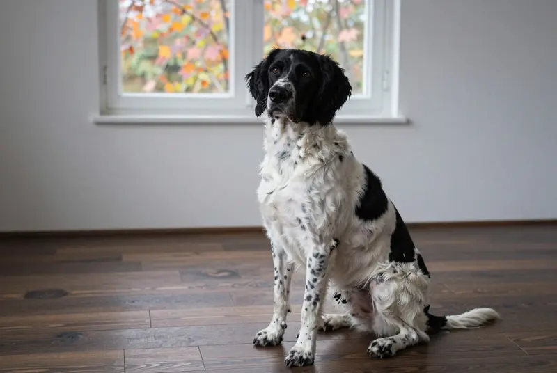 chien d'arrêt frison, photo 5