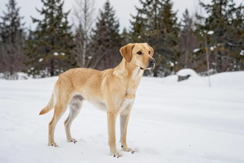 chien d'arrêt portugais, photo 4