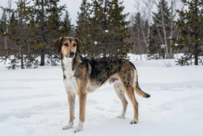 chien d'Artois, photo 4