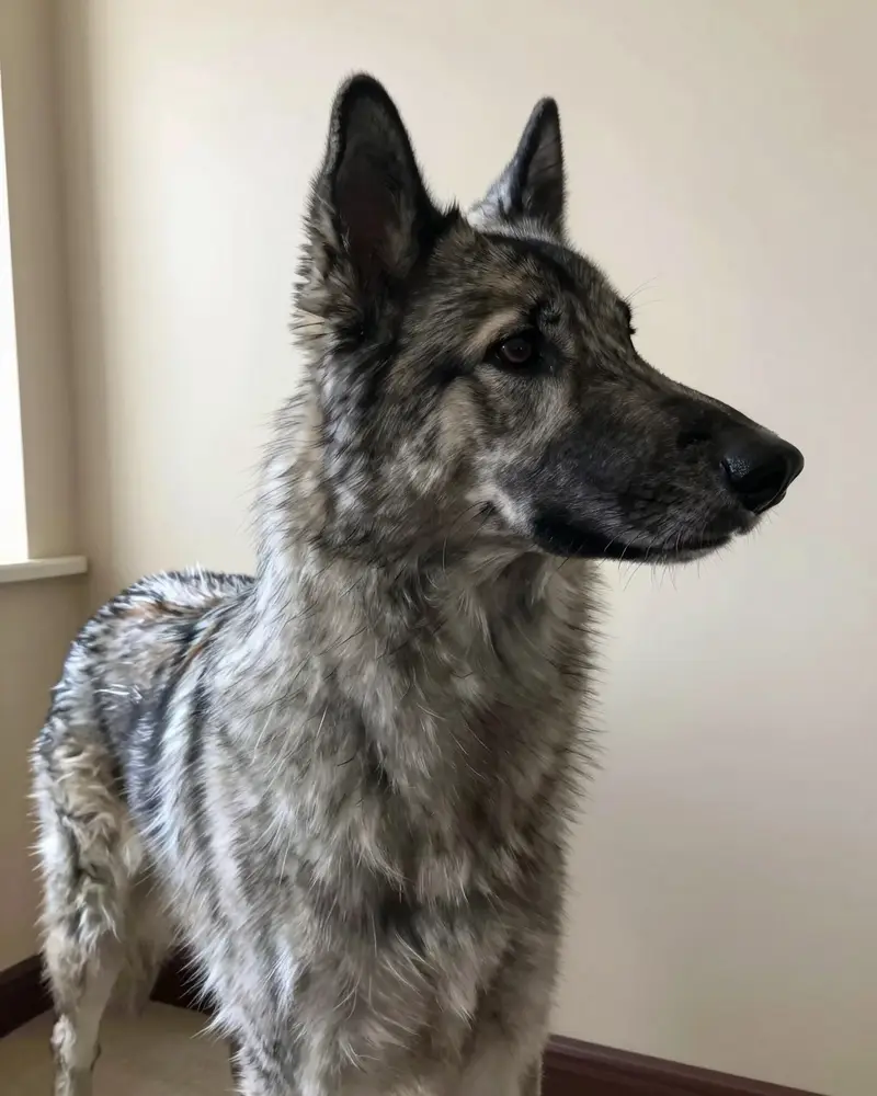 chien d'élan norvégien gris, photo 2