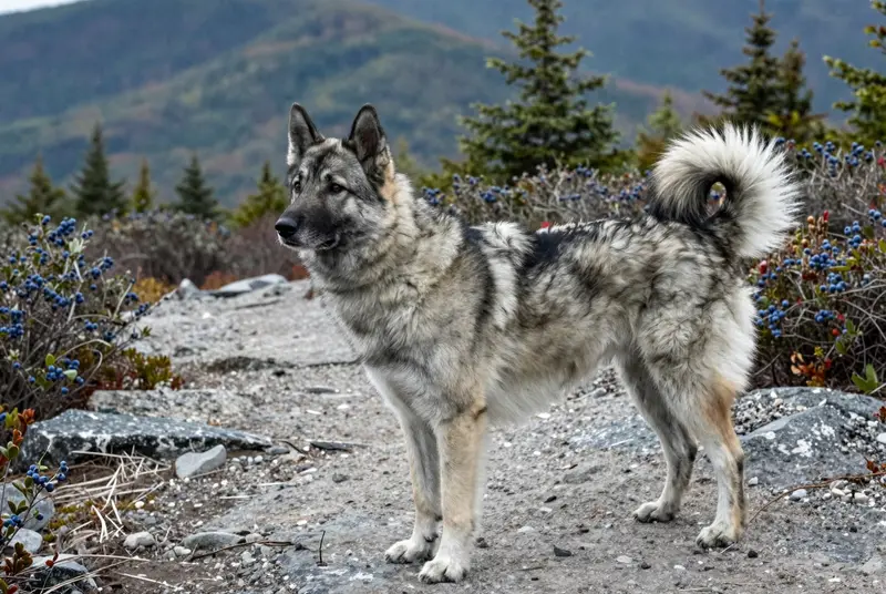 chien d'élan norvégien gris