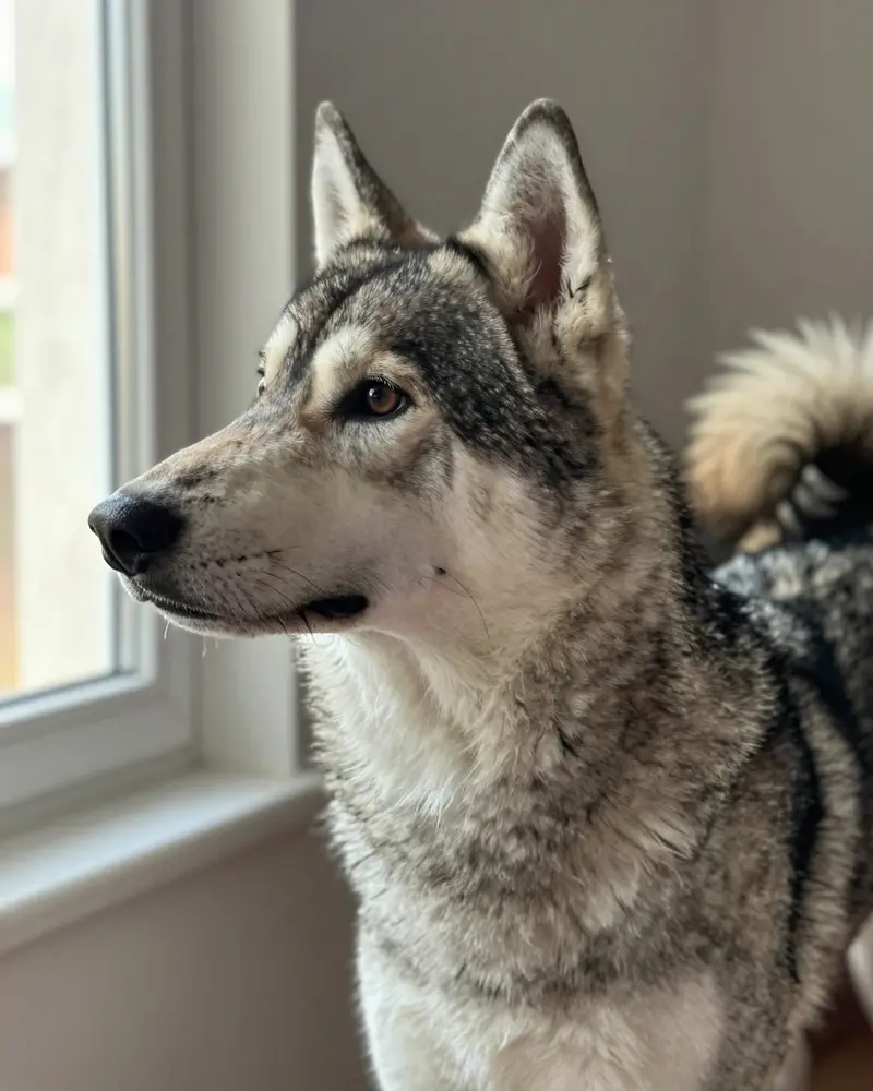 chien d'élan suédois, photo 2