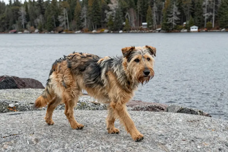 chien de berger des Pyrénées à poil long