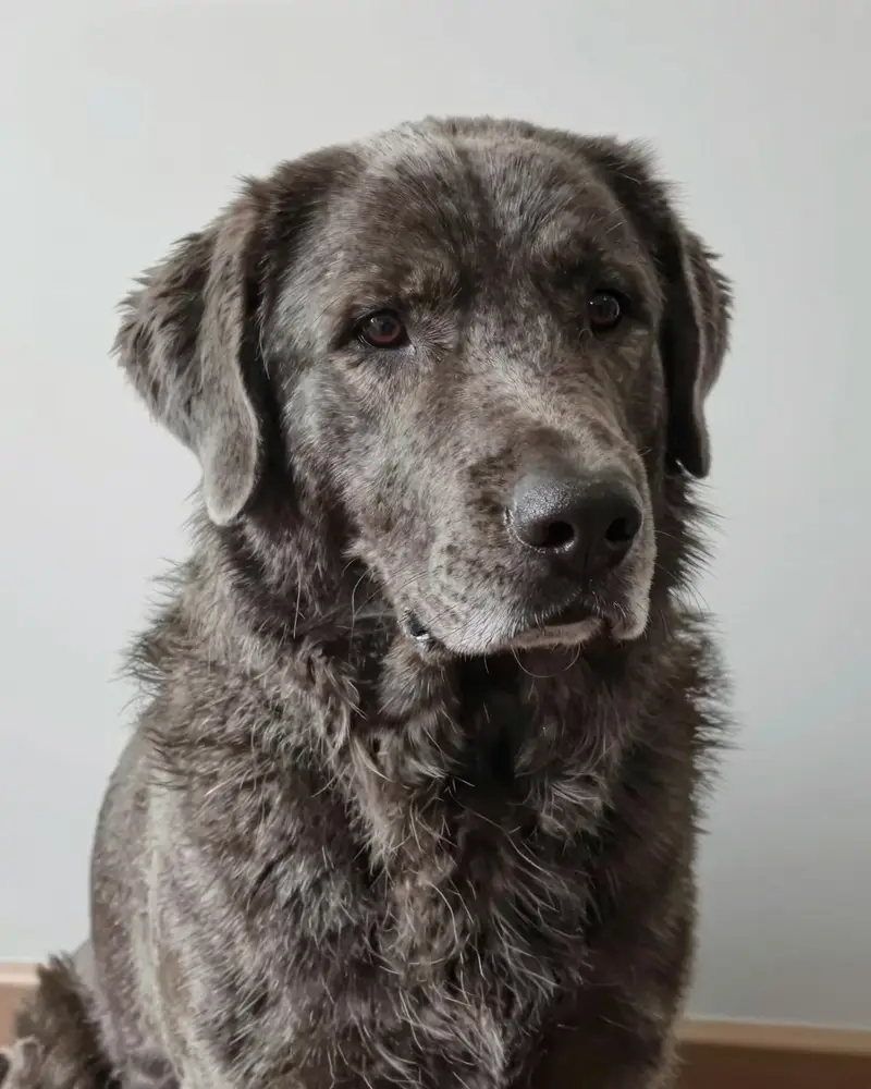 chien de berger yougoslave de Charplanina, photo 2