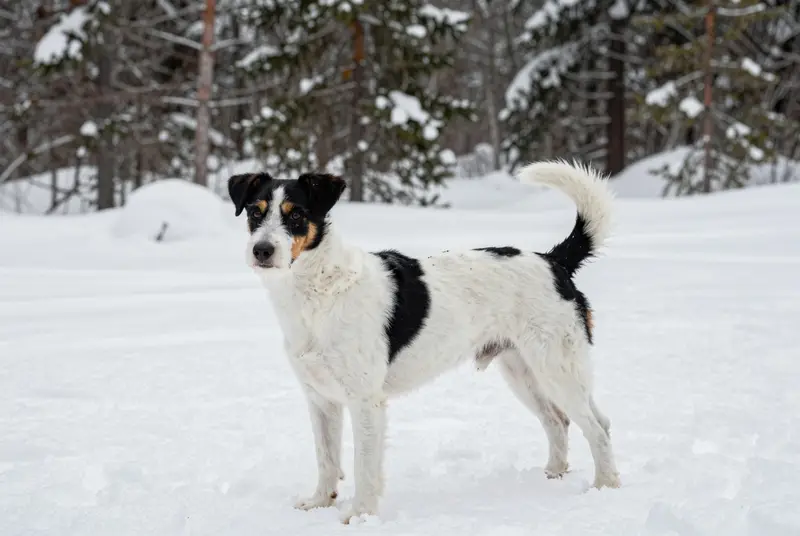 chien de ferme dano-suédois, photo 4