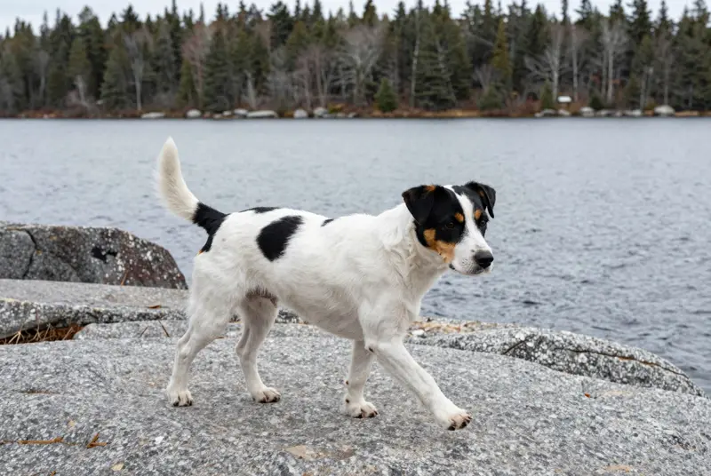 chien de ferme dano-suédois