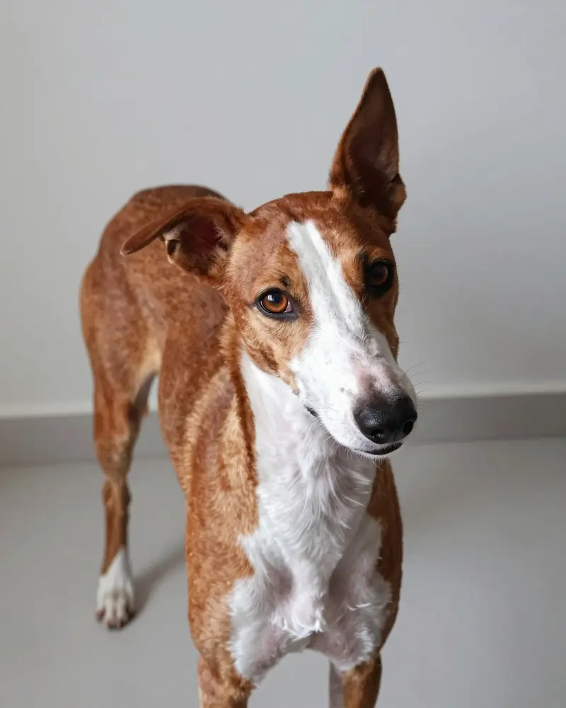 chien de garenne des Canaries, photo 2