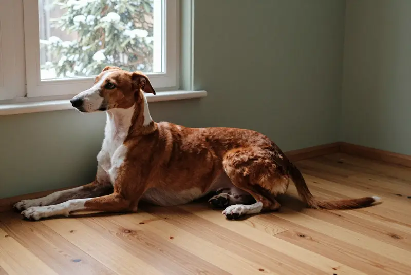chien de garenne des Canaries, photo 5