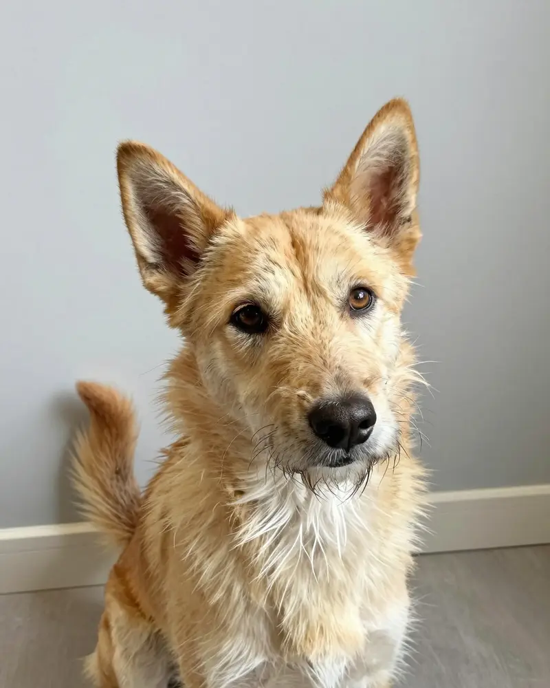 chien de garenne portugais, photo 2
