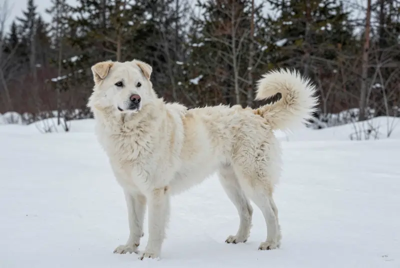 chien de montagne de l'Atlas (aïdi), photo 4