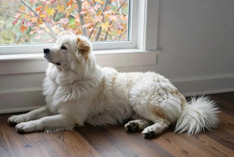 chien de montagne de l'Atlas (aïdi), photo 5