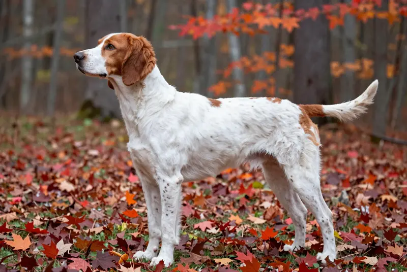 chien de perdrix de Drente, photo 3