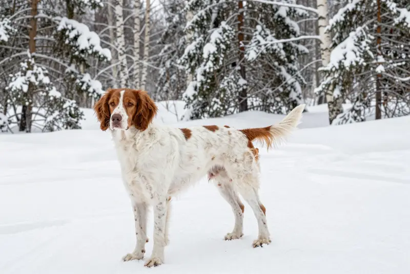 chien de perdrix de Drente, photo 4