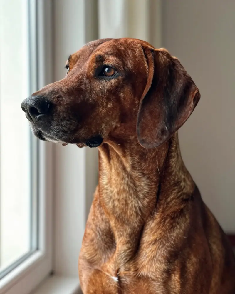 chien de recherche au sang de Hanovre, photo 2