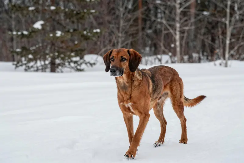 chien de rouge de Bavière, photo 4