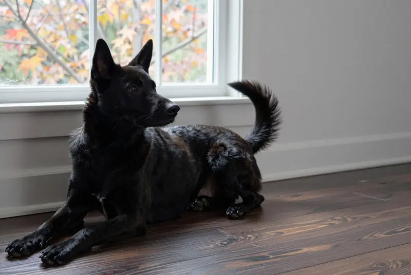 chien de Taïwan, photo 5