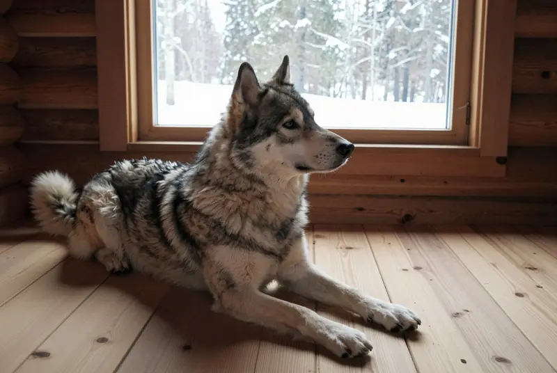 chien du Groenland, photo 5