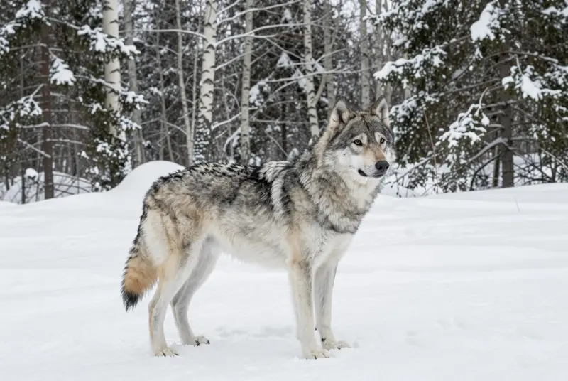 chien-loup tchécoslovaque, photo 4