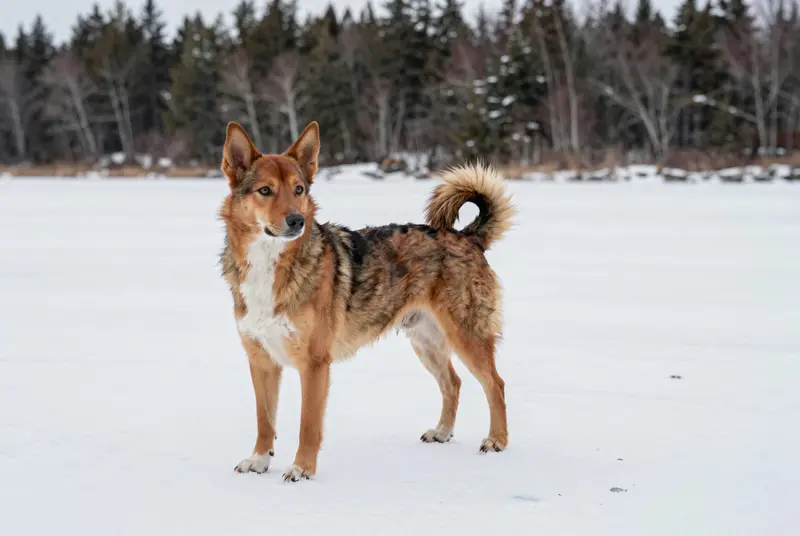 chien norvégien de macareux, photo 4