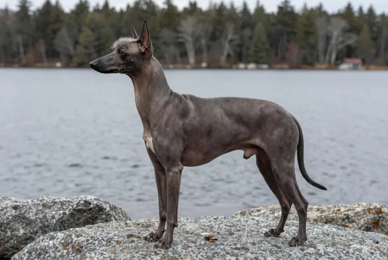 chien nu du Pérou, photo 3