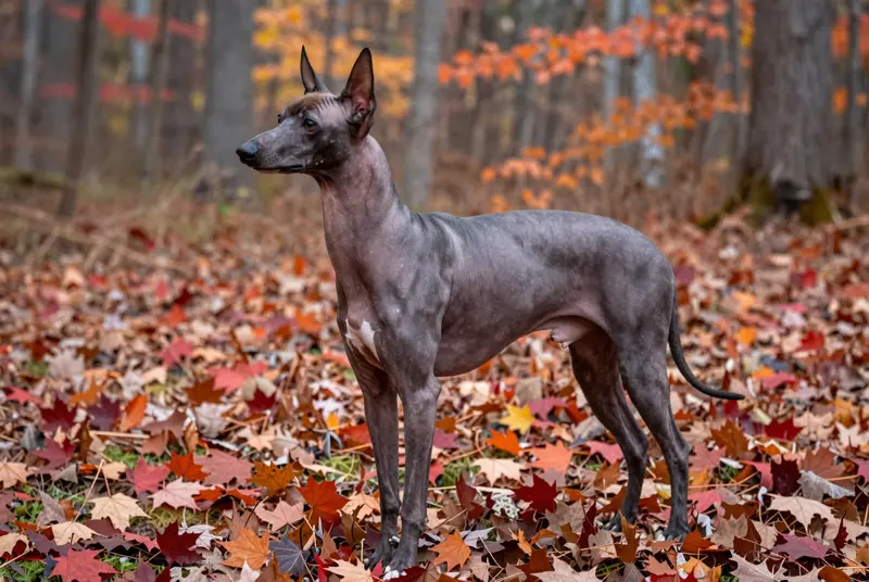 chien nu du Pérou