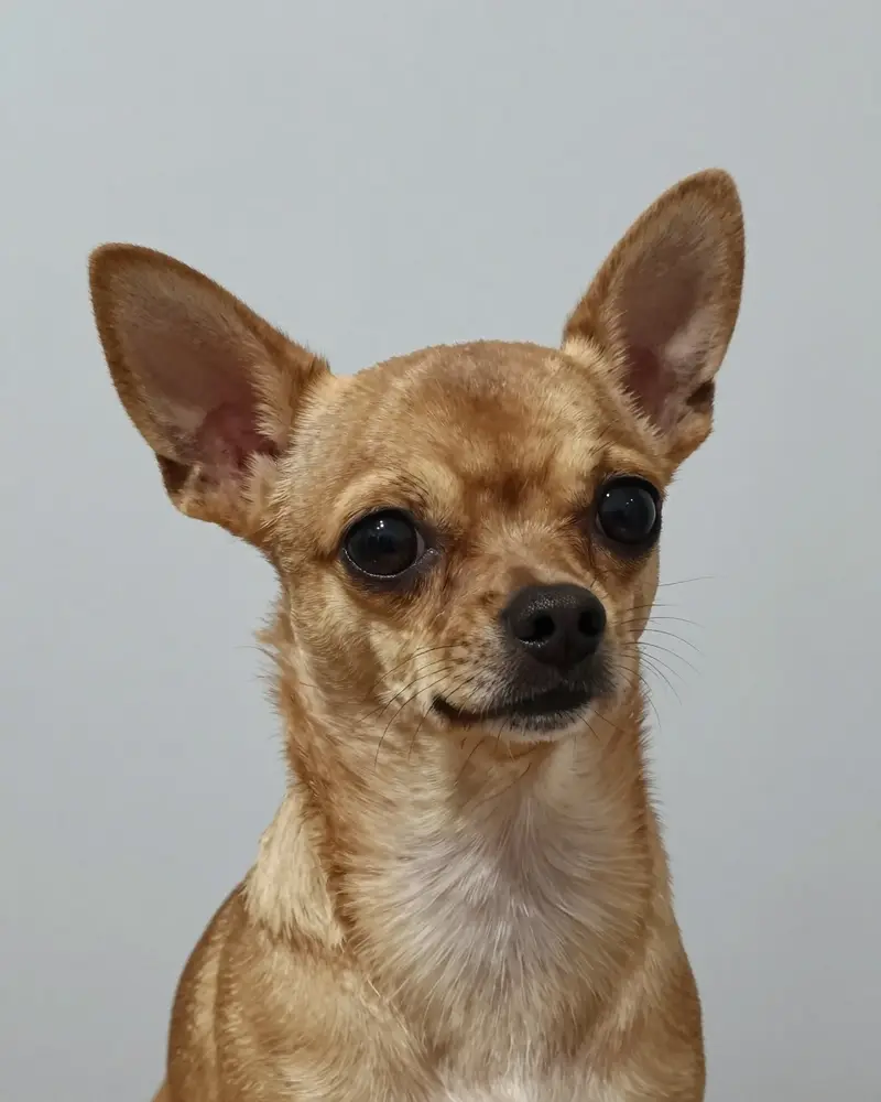 chihuahua, photo 2