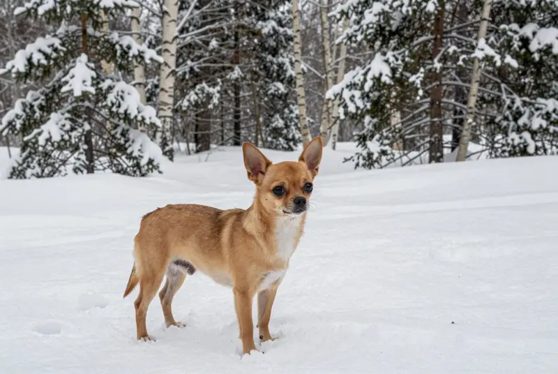 chihuahua, photo 3