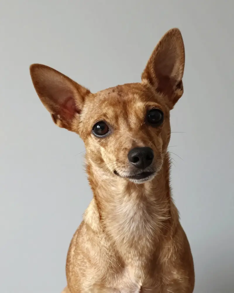 chiweenie, photo 2