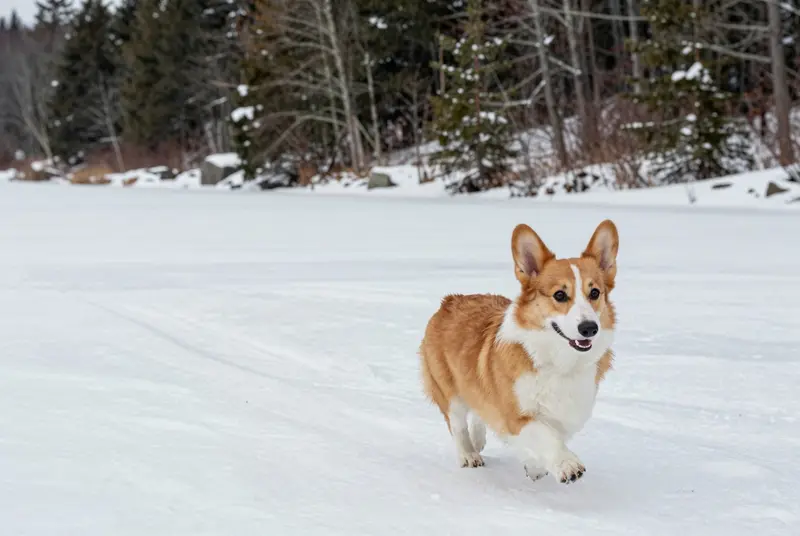 corgi, photo 4