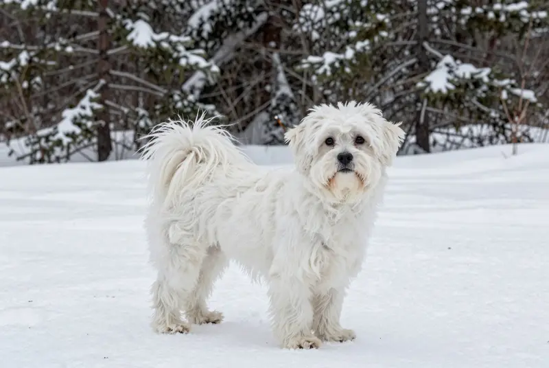 coton de Tuléar, photo 4
