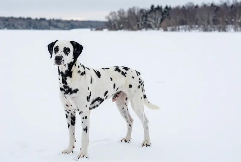 dalmatien, photo 4