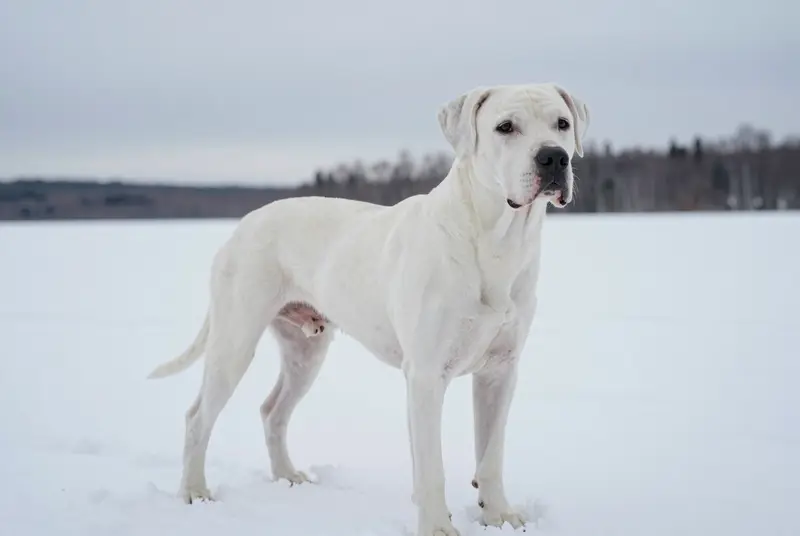 dogue argentin, photo 4