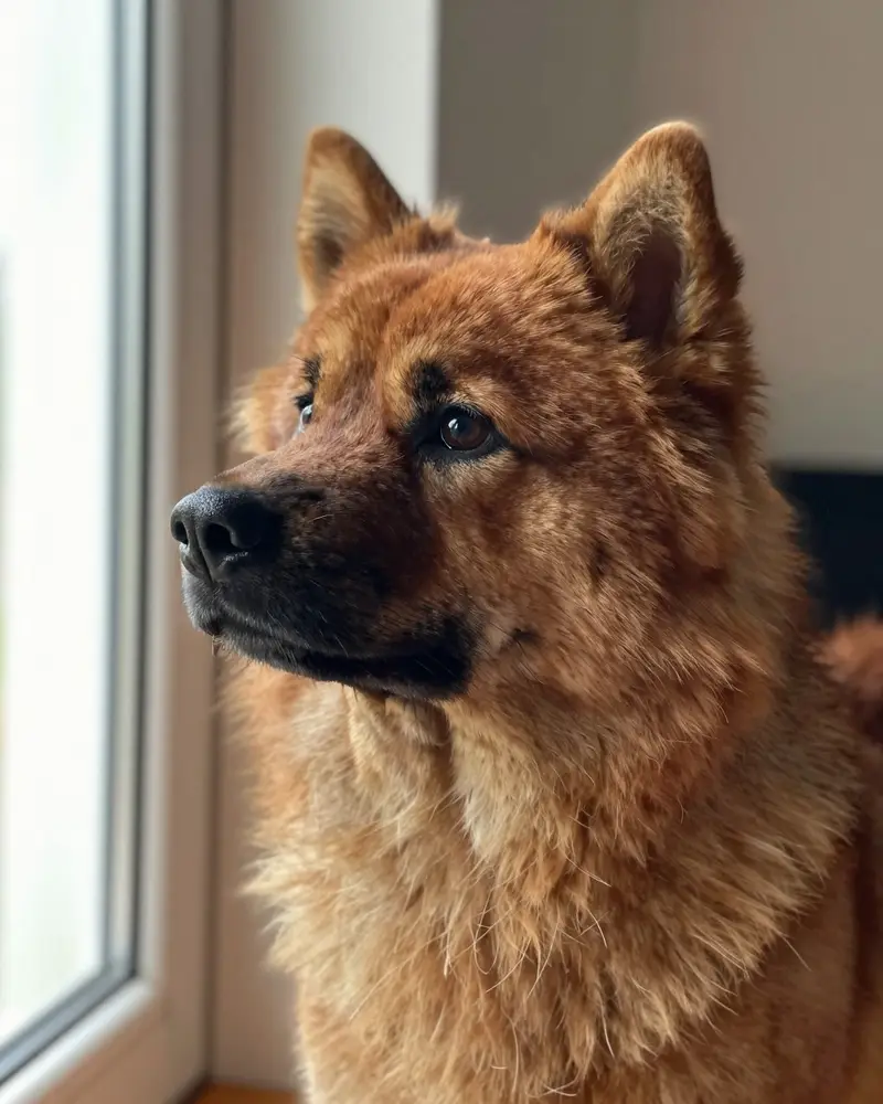 eurasier, photo 2