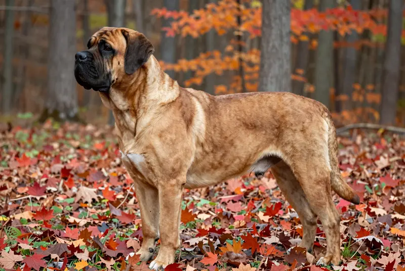 fila brasileiro, photo 3