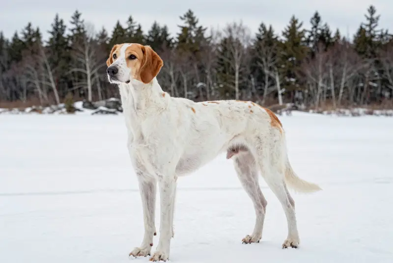 français blanc et orange, photo 4
